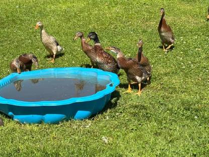 Bild 2:Verkaufe Laufenten