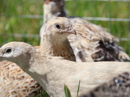 Bild 4:Wachtel Bruteier