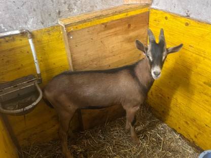 Bock