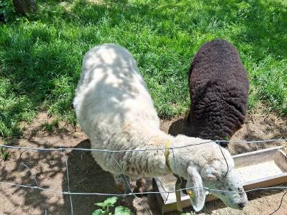 Bergschaf