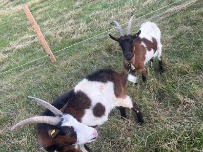 Bild 2:Steirische Scheckenziegen