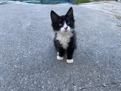 Katzenbaby