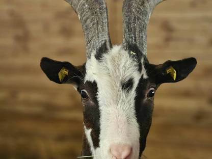 Ziegenbock