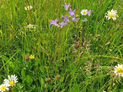 Bild 5:Heu Rundballen