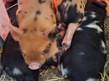 Bild 3:Kune Kune Herdbuch-Schweine