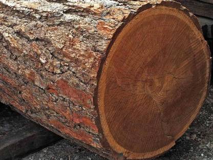 Suche Starkholz Lärche