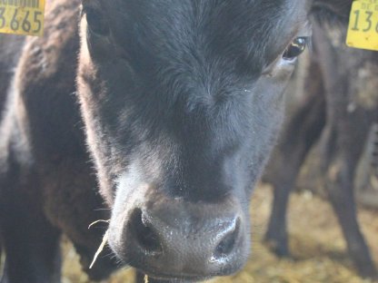 Angus-Jersey
