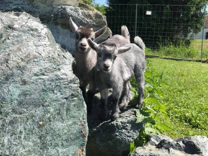 Grauer Zwergziegenbock