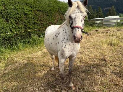 Bild 4:Tigerpony Stute