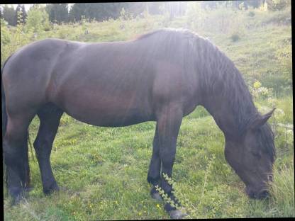 Bild 7:Noriker Stute Granat-Grace