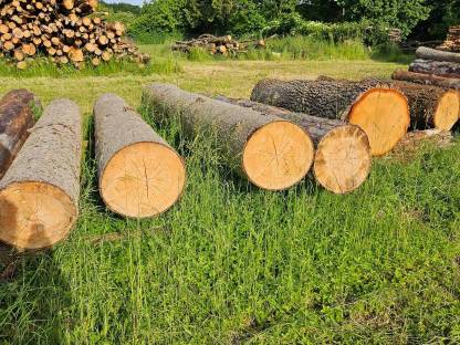 Rundholz Fichte und Eiche