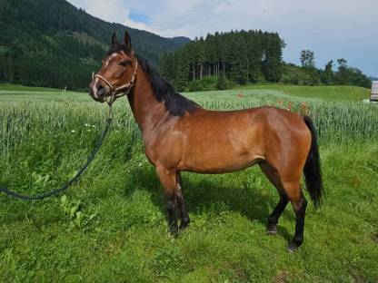 Ponymix Stute