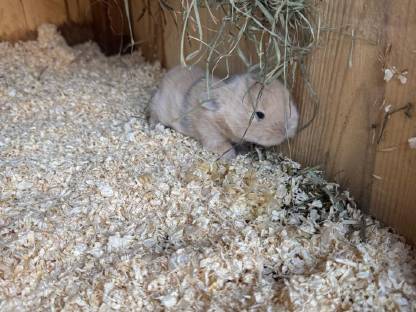 Bild 4:Minilop babys