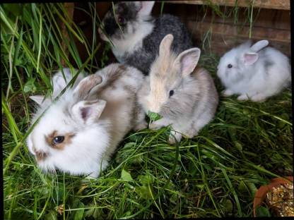 Bild 6:Zwergkaninchen in allen Farben ganzjährig zu vergeben
