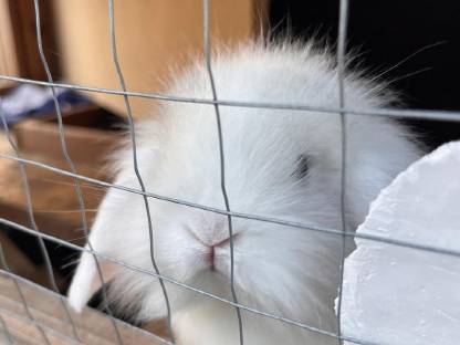Angora Löwenkopf Zwergkaninchen