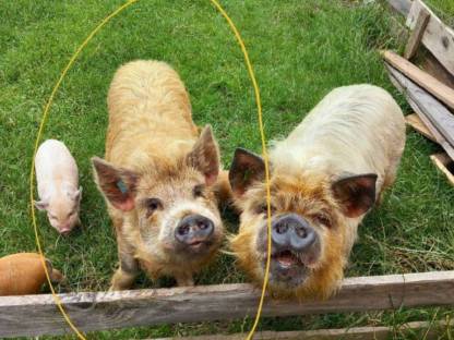 Kune Kune Eber Gustav