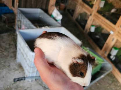 Bild 2:Meerschweinchen