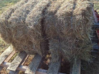 Bild 4:Bio Kleinballen Hochdruckballen