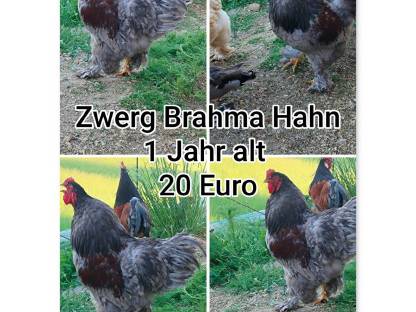 Zwerg Brahma Hahn
