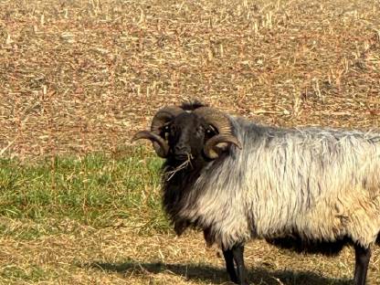 Bild 3:Heidschnuckenbock reinrassig
