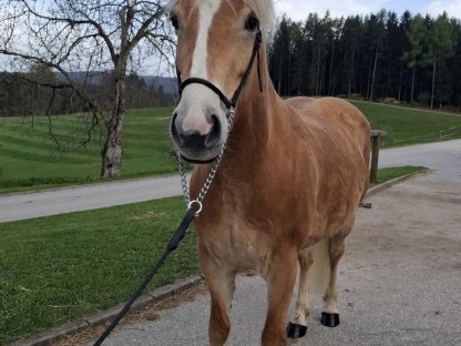 Pflege- und Reitbeteiligung