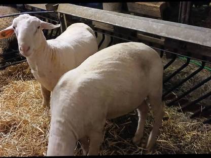 Bild 4:Merinowidder, Zuchtwidder