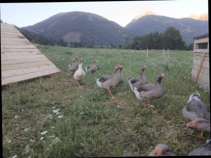 Bild 2:Junggänse abzugeben