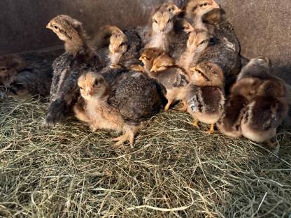 Bielefelder Kennhuhn