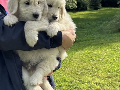Goldendoodle Welpen ab sofort abzugeben!