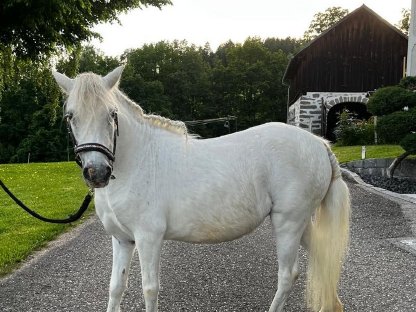 Verkaufe liebevolle Shetlandpony-Stute