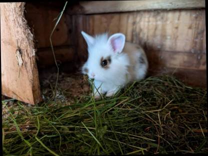 Bild 5:Zwergkaninchen zu verkaufen