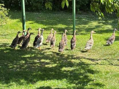 Bild 4:Verkaufe Laufenten
