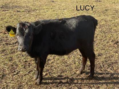 Dahomey Kuhkalb Lucy