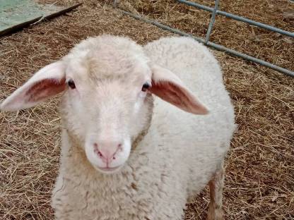 Bild 3:BIO-Merino-Juraschafböcke