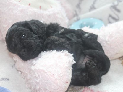 Bild 6:American Cockerpoo's