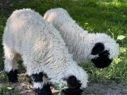 Walliser Schaf