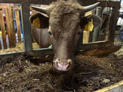 Bild 2:Dexter Kalbin