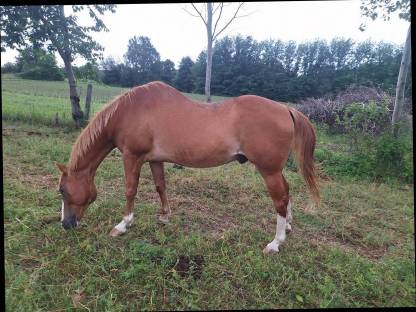Paint Horse Walach