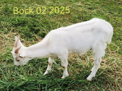 Bild 5:Ziegenböcke zu verkaufen