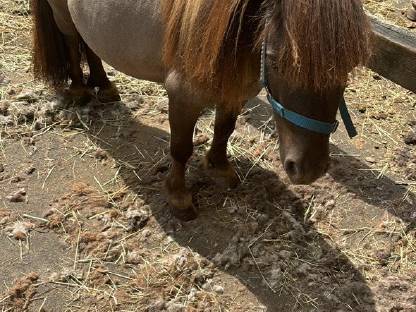 Bild 2:Graufalben Deckhengst zu verkaufen