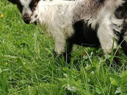 Passeirer Bockkitz