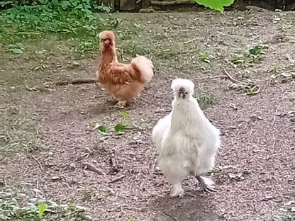 Bild 5:Bruteier - Lavender Araucaner, Seidenhühner, Blumenhühner