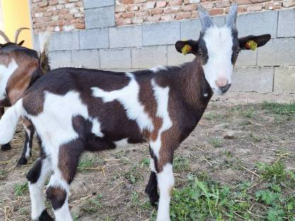 Bockkitze Tauernschecken