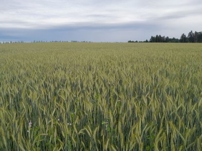 Suche Biofuttergetreide