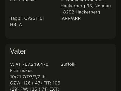 Bild 3:Suffolk Zuchtwidder BTV-geimpft