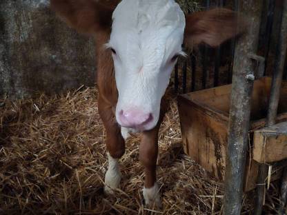 Fleckviehstierkalb