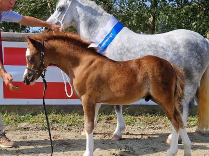 Welsh Mountain Pony