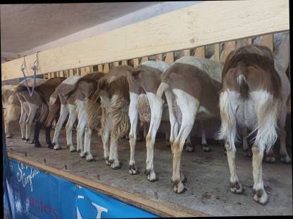 Milchziegen