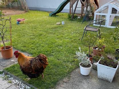 Seidenhahn und Orpington