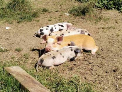 Bild 3:Duroc x Pietrain Ferkel abzugeben